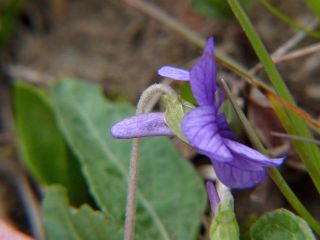 Viola yedoensis