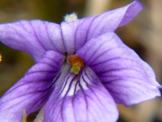 Viola yedoensis