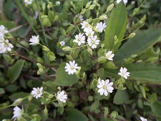 Stellaria alsine