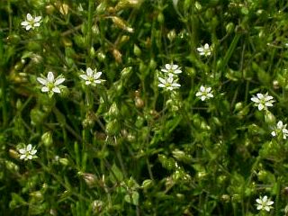 Arenaria serpyllifolia