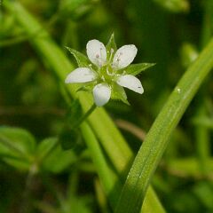 Arenaria serpyllifolia