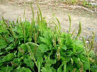 Plantago asiatica / plantain