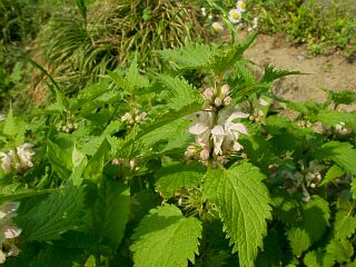 Lamium album var. barbatum