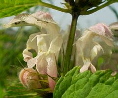 Lamium album var. barbatum