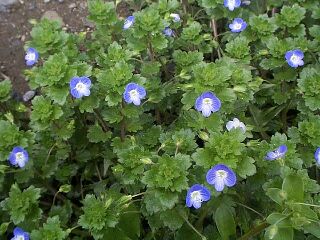 Veronica persica
