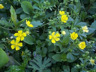 Potentilla sundaica var. robusta