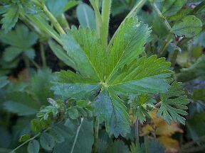 Potentilla sundaica var. robusta