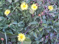 Ixeris debilis