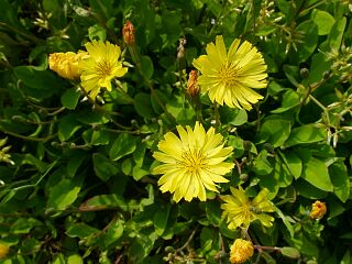 Ixeris debilis