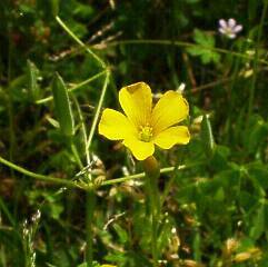 Oxalis stricta