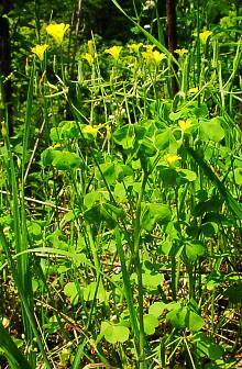 Oxalis stricta