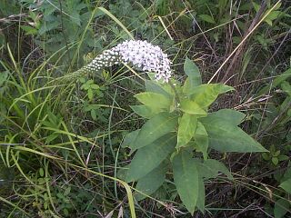 Lysimachia clethroides