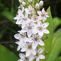 Lysimachia clethroides