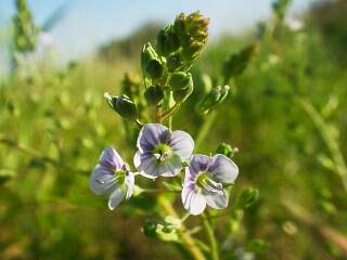 Veronica anagallis-aquatica