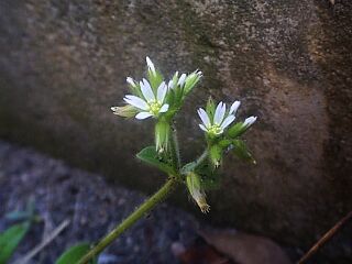Cerastium glomeratum