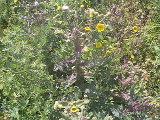Sonchus asper