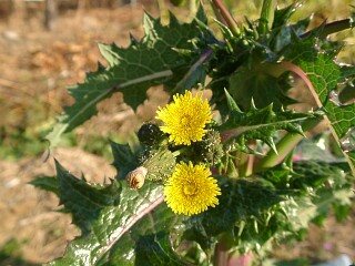 Sonchus asper