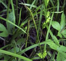 Carex dickinsii
