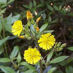Youngia japonica