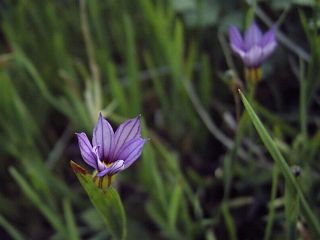 Sisyrinchium iridifolium var. laxum