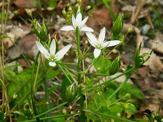 Ornithogalum umbellatum
