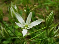Ornithogalum umbellatum
