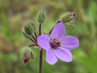 Erodium cicutarium