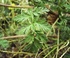 Erodium cicutarium