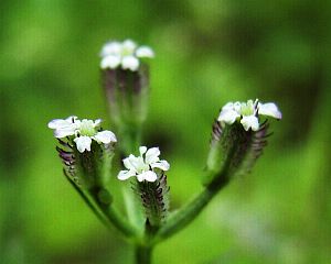 Torilis scabra