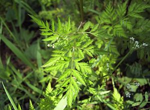 Torilis scabra