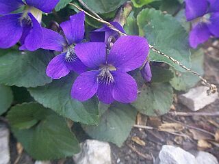 Viola sororia