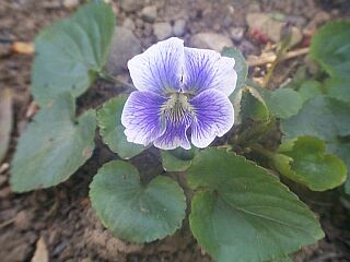 Viola sororia