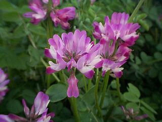 Astragalus sinicus / Chinese milk vetch