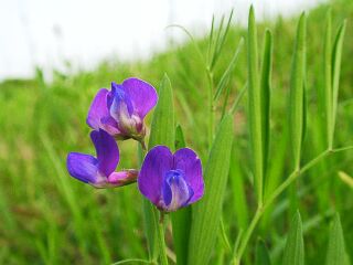 Lathyrus quinquenervius