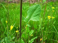 Brassica juncea