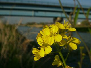 Brassica juncea