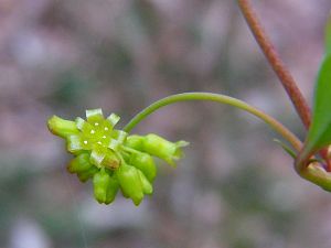Smilax china