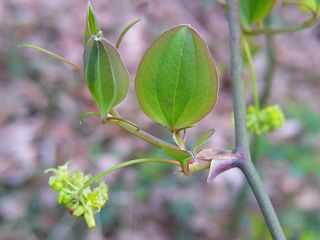 Smilax china