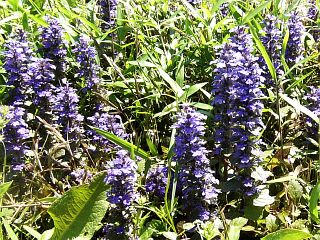 Ajuga reptans