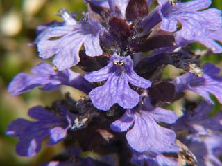Ajuga reptans