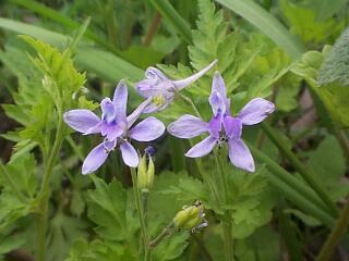 Delphinium anthriscifolium