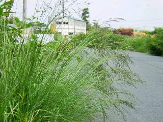 Eragrostis curvula