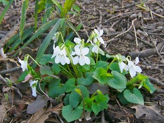 Viola grypoceras f. albiflora