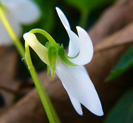 Viola grypoceras f. albiflora