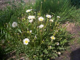 Taraxacum albidum