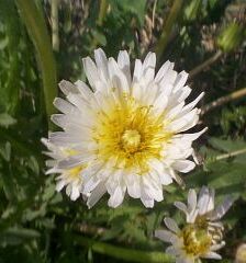 Taraxacum albidum