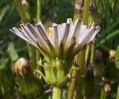 Taraxacum albidum