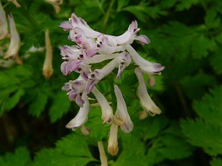 Corydalis incisa f. pallescens