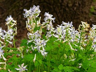 Corydalis incisa f. pallescens