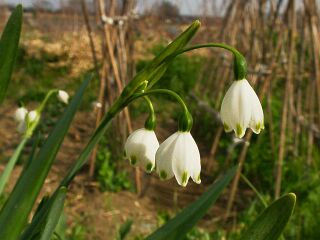 Leucojum aestivum
